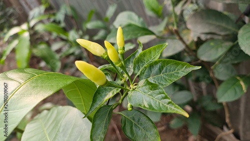 Green chili peppers growing on a plant with lush leaves in natural daylight, close-up shot