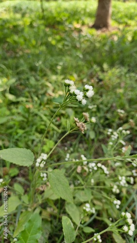 close-up of wild yarrow flowers blooming in lush green meadow during summer