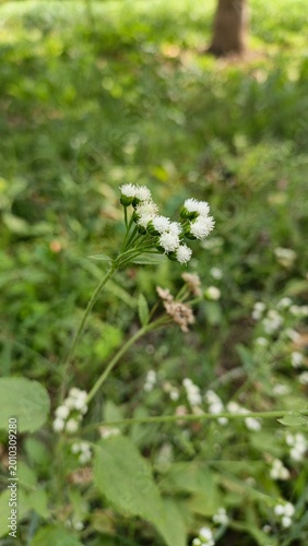 close-up of wild yarrow flowers blooming in lush green meadow during summer