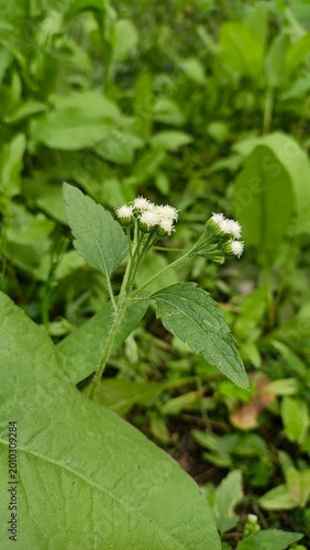 close-up of blooming white yarrow flowers in lush green garden with natural sunlight