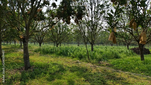 sunlit apple orchard in spring with fresh green grass and blooming trees in soft natural light