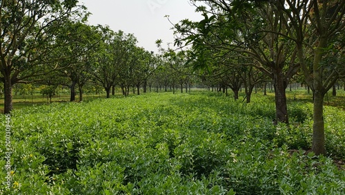 sunlit organic farm with young green plants and fruit trees in springtime agricultural field
