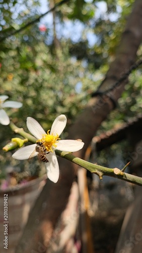 close-up white wildflower with yellow center on thin green stem in natural outdoor sunlight