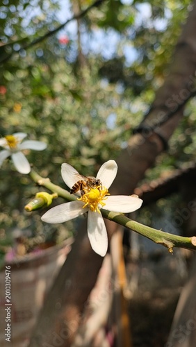 Close-up of delicate white wildflower with yellow center blooming in spring garden sunlight
