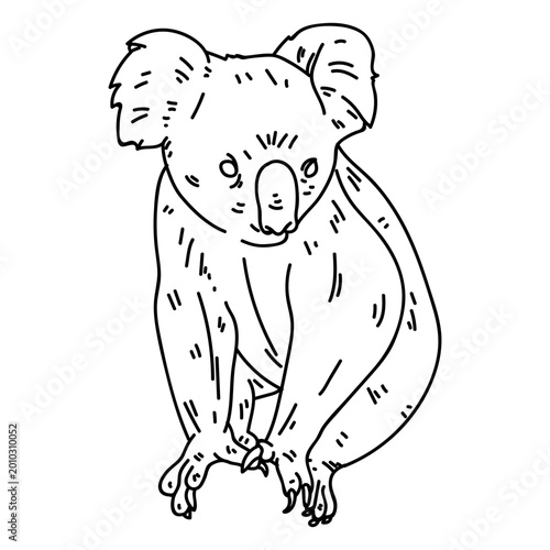 Photography Koala bear stroke