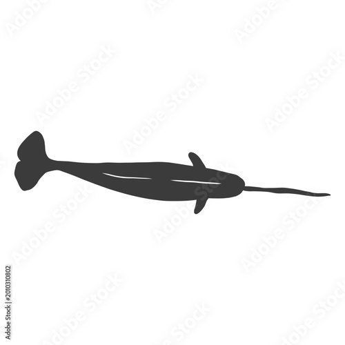 Valokuva Narwhal tusk tail flipper silhouette