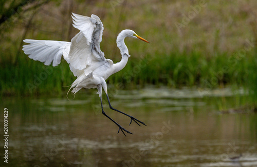 Fotografía great white egret