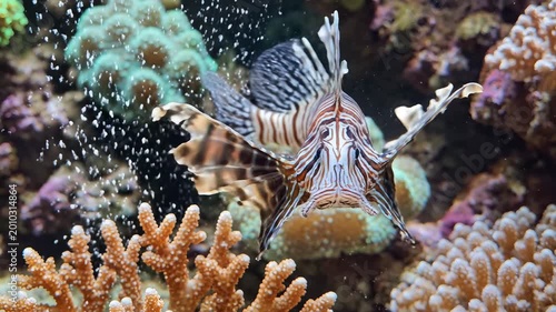 Exotic Lionfish Swims Gracefully Amidst Vibrant Coral Reef Ecosystem.