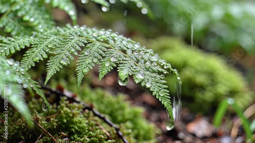 Closeup of a fern frond with water droplets in a forest setting.