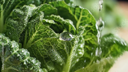 Closeup of Fresh Green Napa Cabbage Being Washed with Water Droplets.