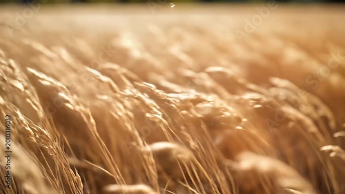 Golden Wheat Field Swaying Gently in the Warm Summer Breeze 11.