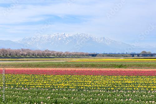 雪山と桜並木と菜の花畑の春の風景（富山県朝日町 舟川べり）
