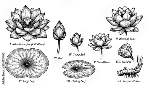 Konstfotografi Vintage lotus flower engraving set with detailed botanical line art black and wh