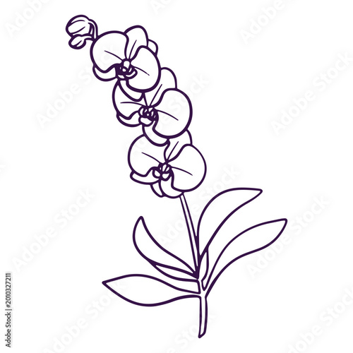 Schilderij op canvas Simple line orchids art flowers