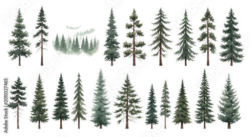 Watercolor Illustration Set of Pine, Spruce and Fir Trees with Misty Forest Vista