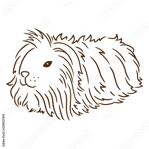 Quadro em tela Guinea pig stroke coronet