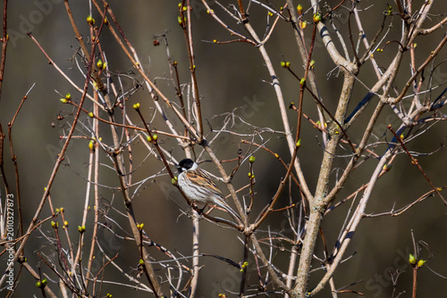 Selective focus photo. Male Common Reed Bunting, Emberiza schoeniclus perched on a branch in early spring.
