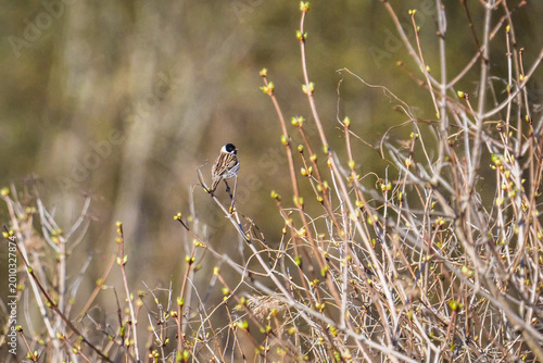 Selective focus photo. Male Common Reed Bunting, Emberiza schoeniclus perched on a branch in early spring.