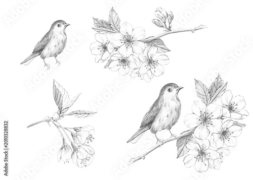 Photos Realistic pencil sketch of small songbirds and blooming cherry blossom branches,