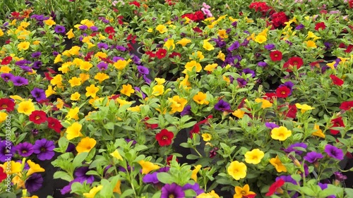 Calibrachoa colorful flowers, panning left footage