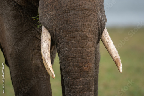 Close-up of Srilankan Elephant Tusks and Trunk Texture in the Wild