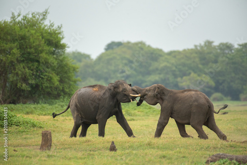 Two Young Male Asian Elephants Sparring in the Wild