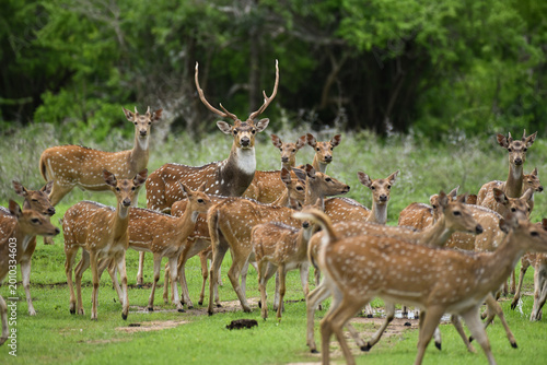 Large Herd of Spotted Deer with a Dominant Stag in the Wild