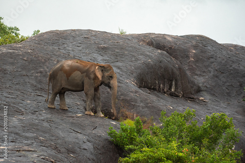 Wild Asian Elephant Standing on a Large Rock Formation