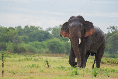 Majestic Asian Elephant Tusker Walking Through Grassland in the Rain