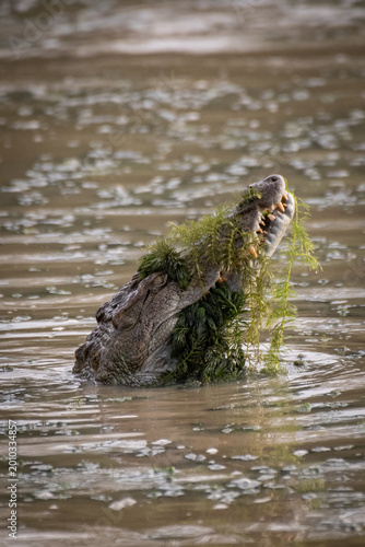 Foto Crocodile with Aquatic Plants and Moss on Its Head in a River
