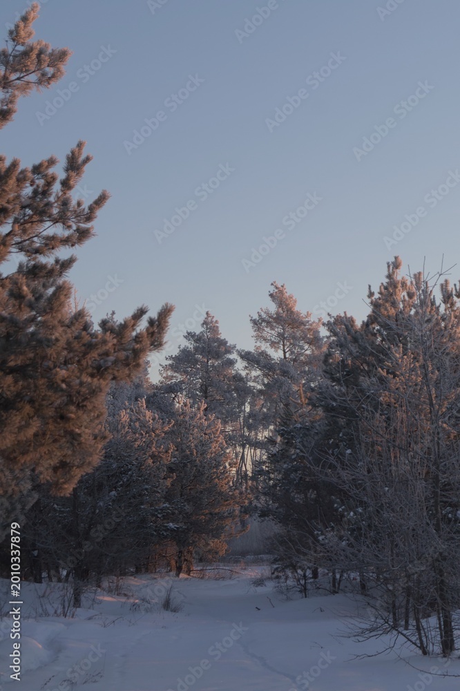 Fototapeta premium Snow covered pine forest path with warm orange sunrise light glowing on frost covered branches against a clear cold blue grey winter morning sky