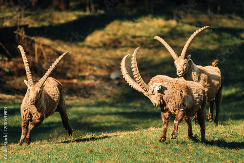 Canvas Print Group of alpine ibex (Capra ibex) in natural habitat in the Swiss Alps near Pontresina, Switzerland