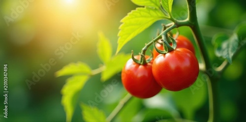 Sun-drenched cherry tomatoes hang heavy on a thriving tomato plant , branch, outdoor