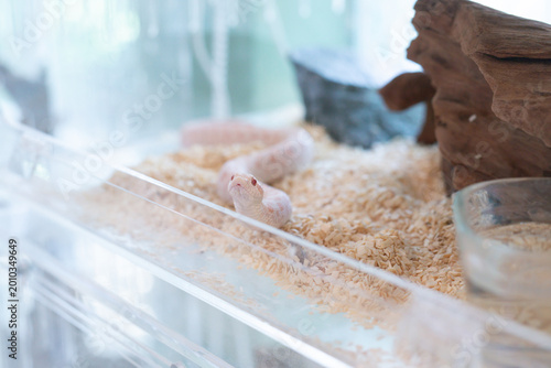 Foto A close-up shot of a beautiful Snow morph Western Hognose snake (Heterodon nasicus) with soft pink and white scales, flickering its red tongue while exploring its wood shavings substrate