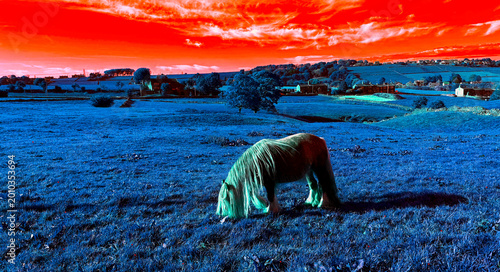 Canvas Print A lone horse grazes in a quiet field beneath a vivid red sky that smolders overhead