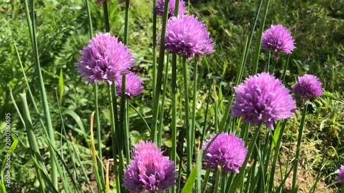 Chive, herb with flowers in spring in a garden in Germany