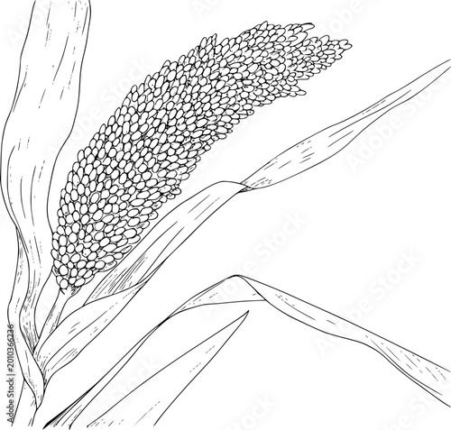 Obraz na płótnie Detailed line of a sorghum stalk with grains and leaves white background, plant