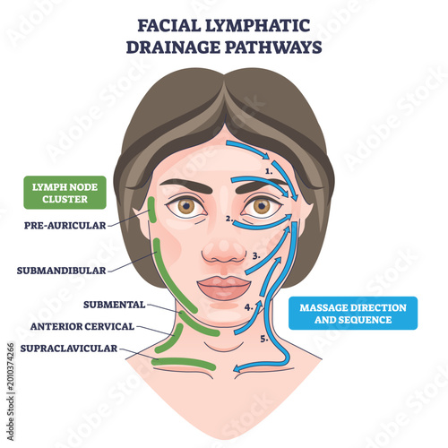 Obraz na plátně Facial lymphatic drainage pathways on a woman s face with arrows and lymph nodes, illustrating detox flow and massage sequence for de-puffing and circulation