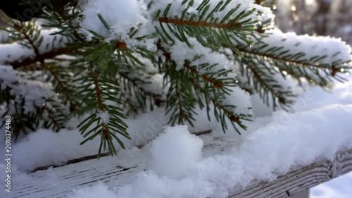 Spruce Branch Covered In Heavy Fresh White Snow On Wooden Surface In Sunlit Winter Forest