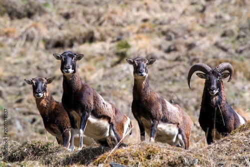 a group of mouflons, ovis gmelini musimon,  on a mountain meadow at a spring day