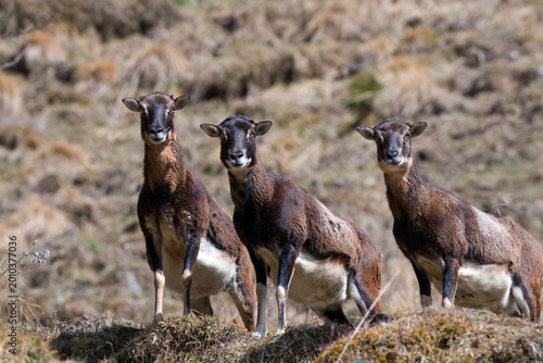 a group of mouflons, ovis gmelini musimon,  on a mountain meadow at a spring day