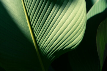 Luxury of Palm leaf with dramatic sunlight, Tropical foliage pattern in deep teal and emerald tones with elegant shadows.