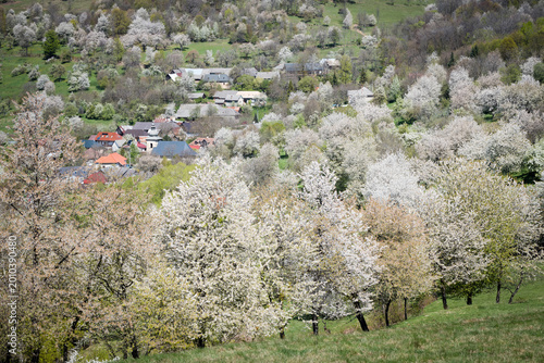 Hundreds of blooming cherry trees surrounding a small traditional village Brdarka in spring, Slovakia