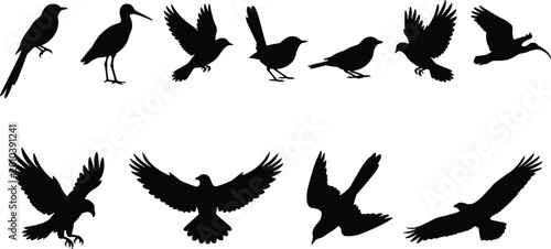 Foto Set of various bird silhouettes including flying eagle hawk sparrow and standing