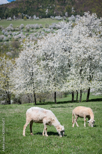 Close-up of sheep grazing in a sunlit meadow with blooming cherry trees in the background, Brdarka, Slovakia
