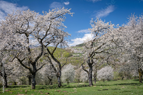 Majestic old cherry trees in full white bloom against a blue sky in Brdarka, Slovakia.