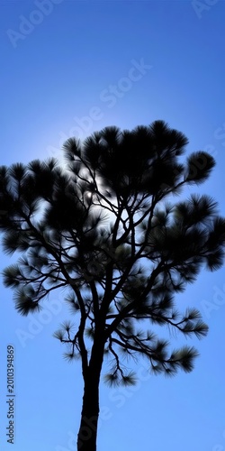 Pine tree silhouette set against a bright blue sky, ||evergreen, coniferous