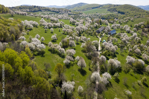Aerial view of hundreds of blooming cherry trees surrounding a small traditional village Brdarka in spring, Slovakia