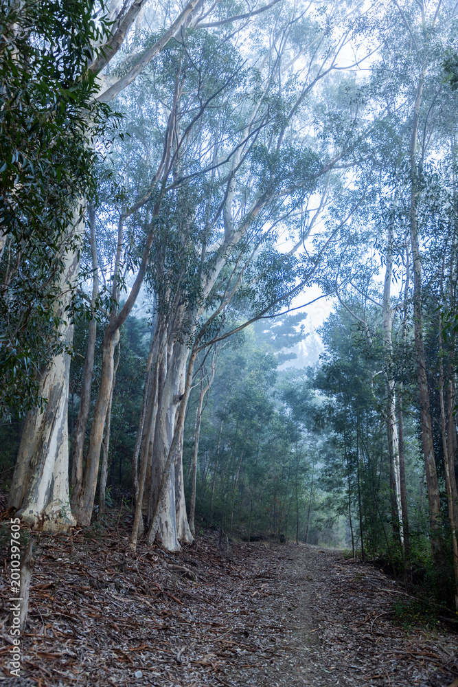Fototapeta premium road through trees in the mist at sunrise, Swellendam, South Africa