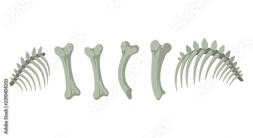 Bild auf Leinwand Dinosaur Skeleton Bones, Rib Cage, and Vertebrae Isolated on White Background